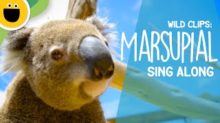 Marsupial SingAlong  Wild Clips Sesame Studios [upl. by Eiramnaej]