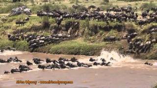 The Great Migration  on safari in Tanzanias Serengeti with Africa Odyssey  The Great Migration [upl. by Bee]