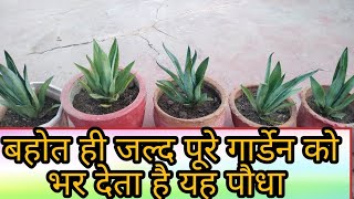 how to care and propagate agave plant multiplying agave plant agaveplant [upl. by Japha]