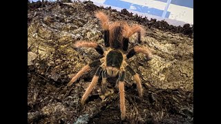 Megaphobema robustum the Colombian Giant rehouse and care [upl. by Marigolda586]