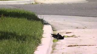 Brownheaded Cowbirds Molothrus ater fighting [upl. by Kneeland960]