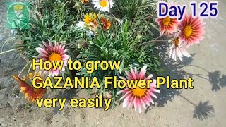 How to grow GAZANIA Flower Plant very easilySabuj Kanan [upl. by Burra]