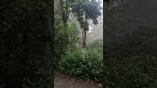 Camping in the beautiful forest rain raincamping campinginrain forestcampinginrain camping [upl. by Apoor]