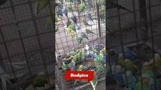 Budgies colours💝shortsbudgies birds [upl. by Lazaruk]