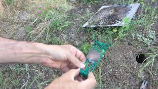 How to set a gopher trap Which gopher traps work [upl. by Pellikka]