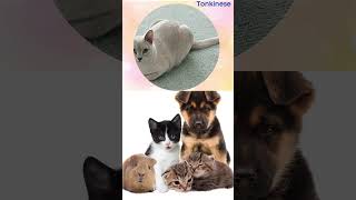 Tonkinese Cats  Everything You Need to Know About This Breed [upl. by Nonnahsal]