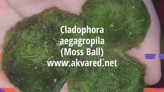 Akvared Akvaryum Bitkileri  Cladophora aegagropila Moss Ball [upl. by Georges]