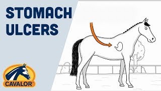 How to prevent stomach ulcers with your horse for better performance [upl. by Skelly518]