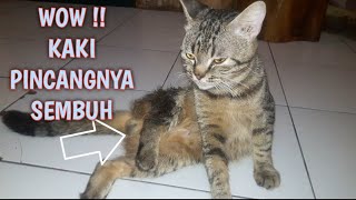 Cara Menyembuhkan Kaki Kucing Yang Pincang Patah TulangKeseleo Tanpa Harus ke Dokter [upl. by Barb]