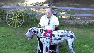 Service Dog Project Great Danes in Massachusetts [upl. by Volnak]