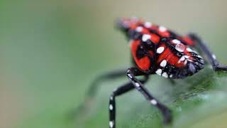 Spotted Lantern Fly [upl. by Naot]