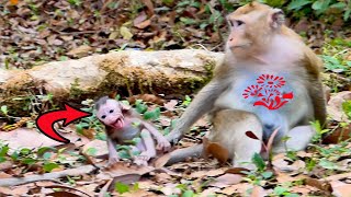 Cute newborn monkey cut off milk make she crying rolling down [upl. by Fermin]