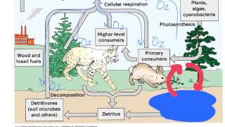 Unit 15 The Carbon amp Nitrogen Cycles [upl. by Snehpets]