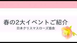 クリスマスローズの季節到来‼2023年春の2大イベントのご紹介 [upl. by Gundry]