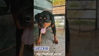 angry dogbarking sound shorts ytshorts youtubeshorts dog viral rottweiler [upl. by Cassey]