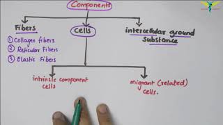 Connective Tissue  Basic Histology [upl. by Ardnekat]