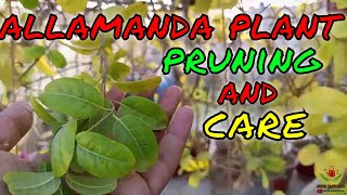 Allamanda Pruning With Complete Care  HSM GARDEN [upl. by Aicined878]