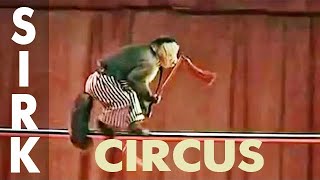 Funny monkeys in circus sirk [upl. by Eniamor]