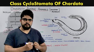 Phylum Chordata Class Cyclostomata [upl. by Shurwood]