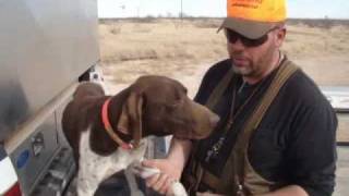 Steve Explains Mushers Secret  Gun Dog Supply [upl. by Nica]