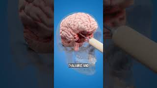 How a Lobotomy Works shorts facts funfacts science secret animation fyp viral education [upl. by Ecirehc48]