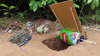 Boy Made Underground Quail Trap With Eggs Nest Using Dupro Milk Cans amp Paper  Easy Bird Trap [upl. by Annaynek]