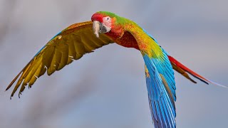 high flying macaws with high clouds [upl. by Quiteria]