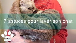 7 astuces pour laver son chat  Assur OPoil [upl. by Goodrich]