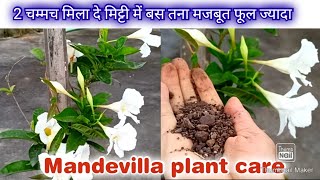 Care of Mandevilla plant  Mandevilla में ज्यादा फूल कैसे पाएं बेस्ट soil tips [upl. by Lanod481]