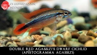 Apistogramma agassizi THE COURAGEOUS Double Red Agassizi’s Dwarf Cichlid Leopard Aquatic V007A [upl. by Pasia]