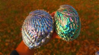 How To Polish Abalone Shells Like a Pro Contour and Level Polishing Paua Pink amp Midas Abalone [upl. by Eelaroc]