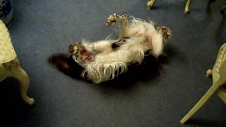 Funny English Springer Spaniel [upl. by Ladiv]