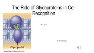 Glycoproteins and Cell Recognition [upl. by Uolyram]