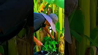 The Arabica Coffee Plant tnog gardening youtubeshorts zone9 neworleans [upl. by Petrie902]