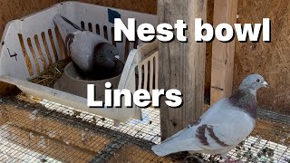 Lyla and I are making nest bowl liners for the racing pigeon breeding [upl. by Hulburt]