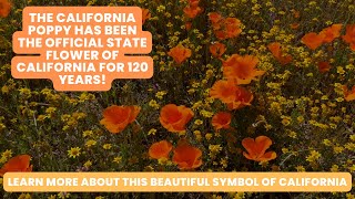 How the California Poppy Became the State Flower of California [upl. by Aruon153]