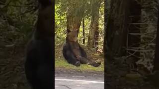 Life with Bear😅 Funniest Bears Videos🐻 Polar Bear  Funny Animals shorts bear funnybear [upl. by Eixel136]