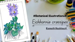 Botanical IllustrationsEichhornia crassipesKamath Hashtag [upl. by Cost]