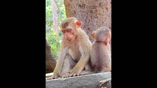 Poor small Monkey exhausted relaxed noon time shorts monkeyvideo monkeys animals monkeylove [upl. by Range780]