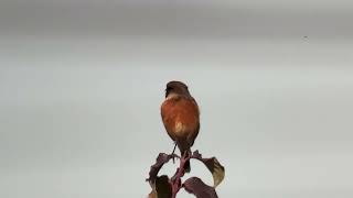 Stonechat RSPB Rainham Marshes 061024 [upl. by Nueovas862]