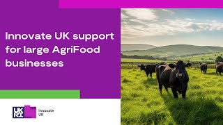 Innovate UK Business Connect support for large AgriFood businesses [upl. by Wulf]