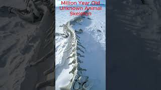 Millions of years old animal skeletons under the ice of Antarctica shortsfeed travel viral [upl. by Iong964]