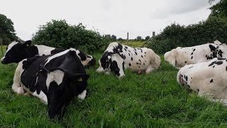 Holstein Cows relaxing on the grass in May 2020 [upl. by Aramoiz]