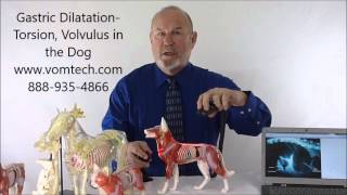 Gastric Dilitation Torsion and Volvulus in the Dog [upl. by Nyrac586]