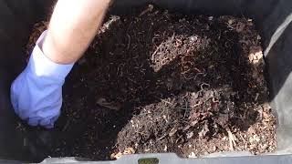 Worm Wednesday Feeding Natural Bedding Bin 4102024 gardeningwithbarchuckin vermicomposting [upl. by Charline511]