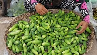 Picking out Cucumbers [upl. by Rebecca]