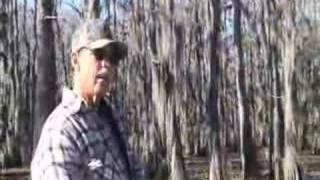 Giant Salvinia at Caddo Lake [upl. by Aneleh]