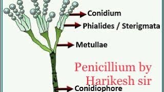 🌲Penicillium  penicillium notatum penicillium vermiculus penicillium by harikesh sir [upl. by Aicnatsnoc216]