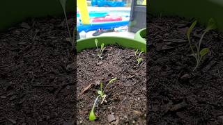 Romaine lettuce update garden gardening [upl. by Bridges]