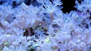 Aquarium lifePart 3Pulsing xenya soft coral care [upl. by Maxama25]